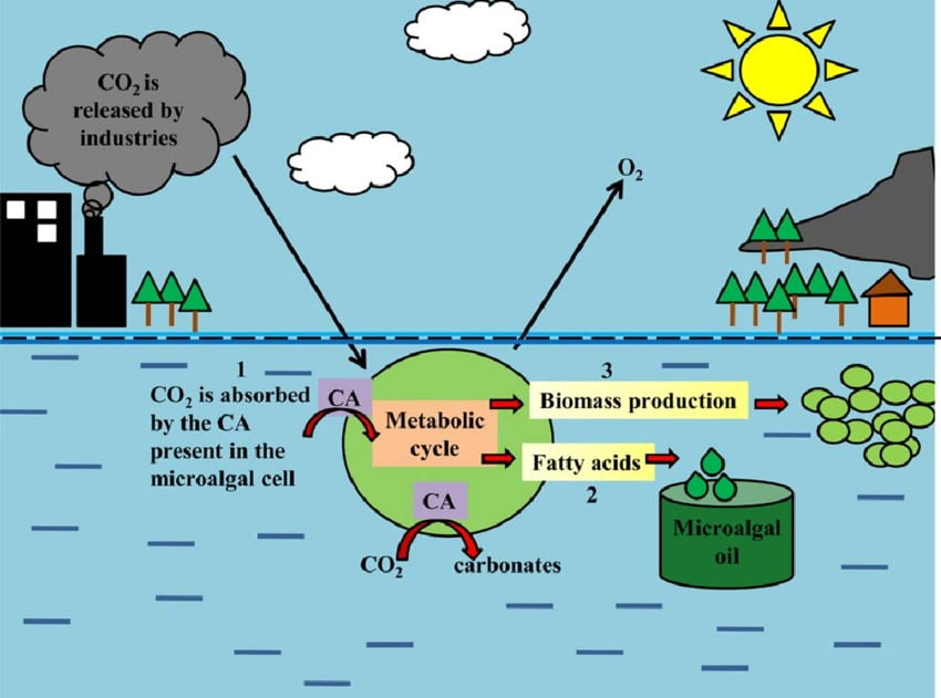 Algae Might Be a Secret Weapon to Fight Climate Change | PIQASO