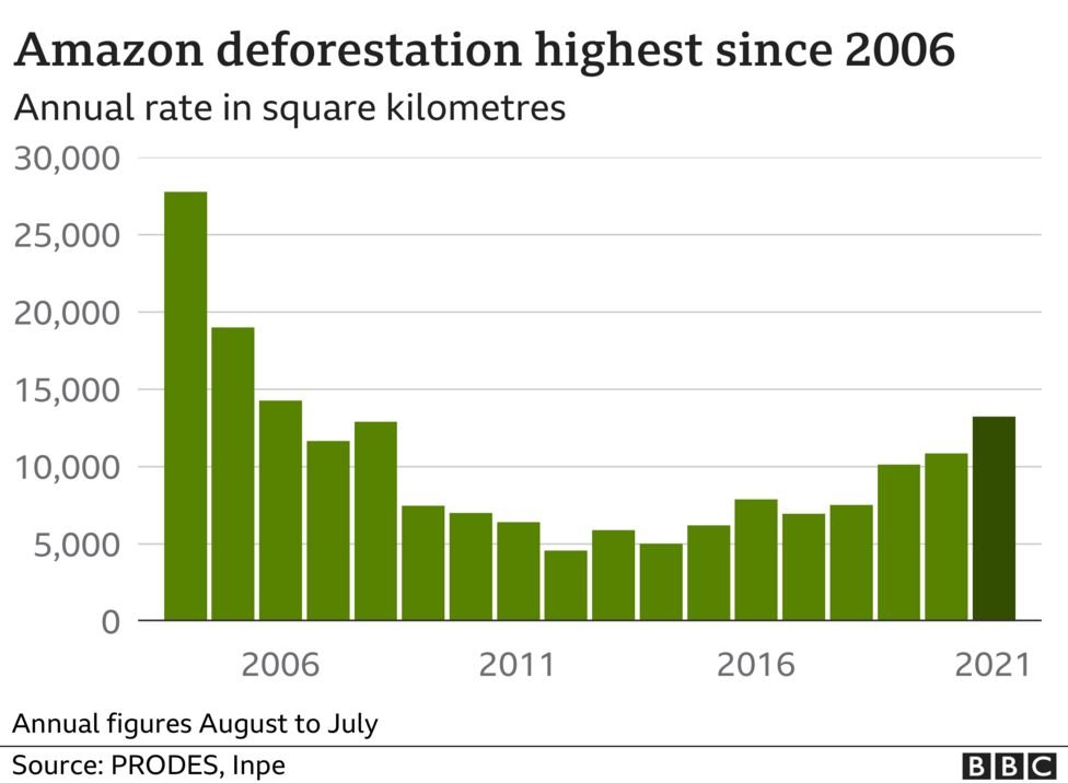 What Can an Individual Do to Stop Deforestation? These Actions Work ...